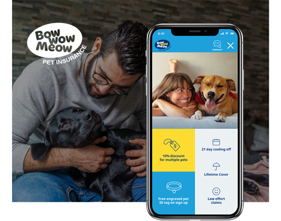 bow wow meow pet insurance dog cat plans web design sydney agency